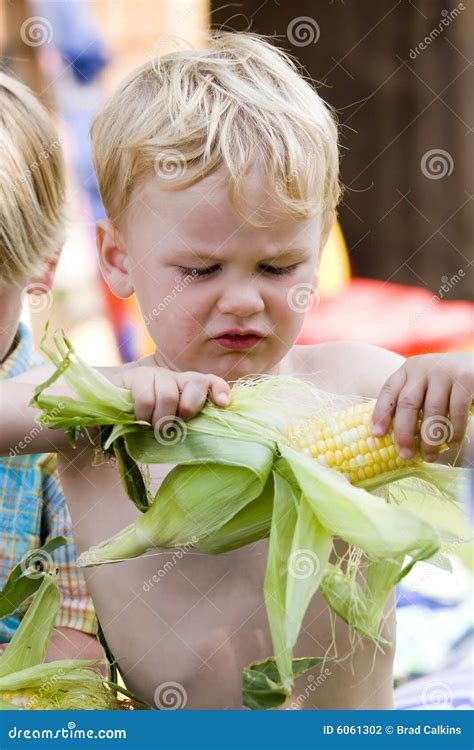 Shucking Corn stock photo. Image of maize, concentrate - 6061302