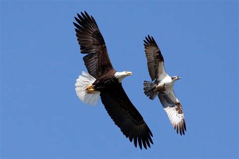 We see both on Lake Norman. Good example of difference between bald ...