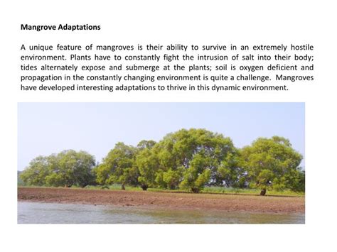 PPT - Mangrove Adaptations PowerPoint Presentation, free download - ID ...