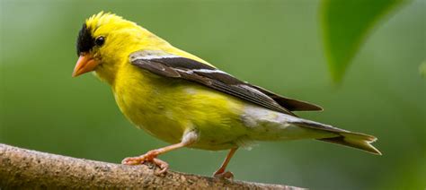 American Goldfinch – Breeding Male – Photo by Sandy Hill – Be Your Own ...