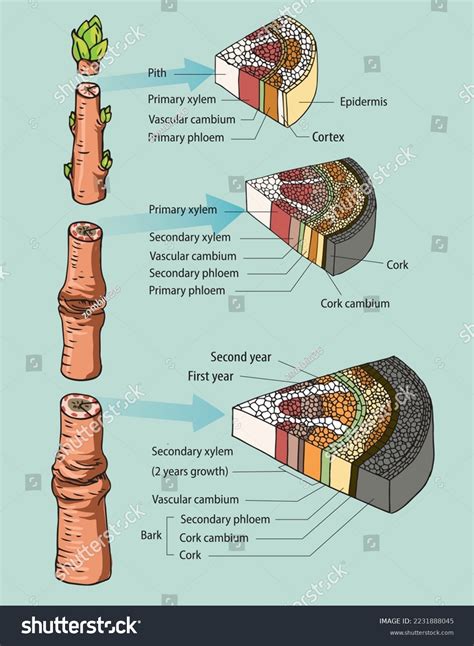 Infographic Stem Anatomy Vector Stock Vector (Royalty Free) 2231888045 ...