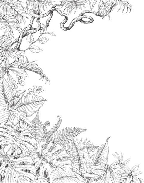 Rainforest Plants Drawings