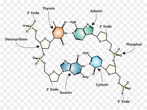 Dna Chemical Structure Cropped - Dna Structure Dna Molecule Diagram, HD ...