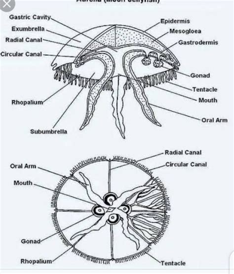 What is aurelia?. Aurelia is a name that can be given to… | by ...