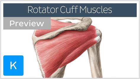 Rotator Cuff Anatomy