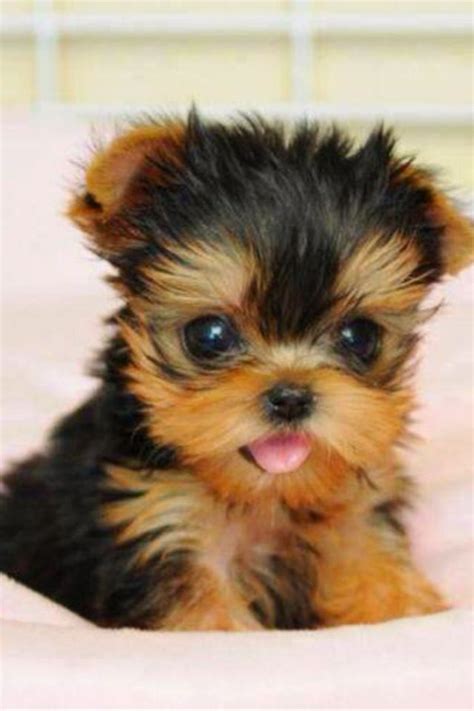 Pin de Cindy D. en Animals | Perros yorkshire terrier, Perros yorkshire ...