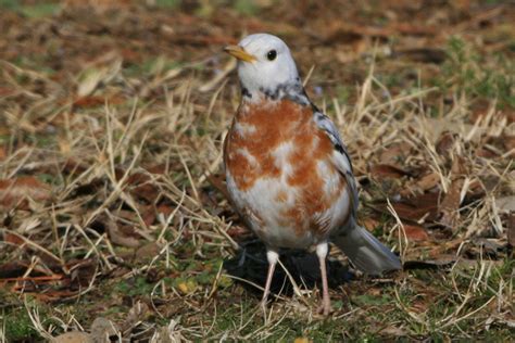 Cool American robin bird house plans ~ Big Idea