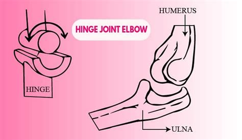 Give two examples of hinge joints.