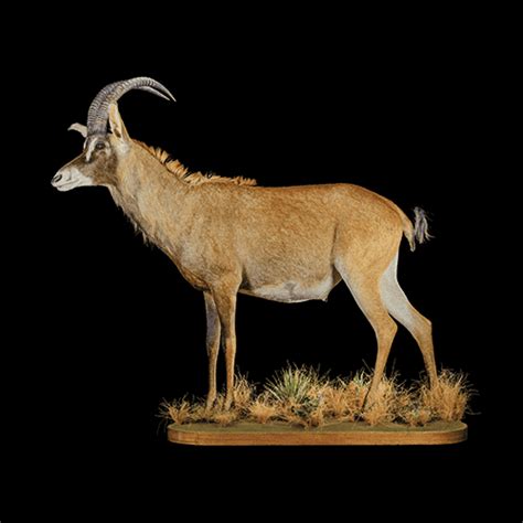 ROAN - Life-form Taxidermy