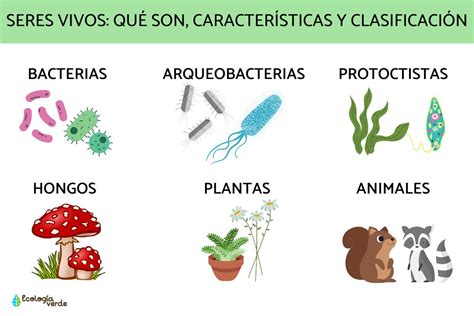 Seres vivos: qué son, características y clasificación - Resumen