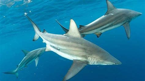 The Sharks in Florida | Meet the Sharks | Florida Shark Diving