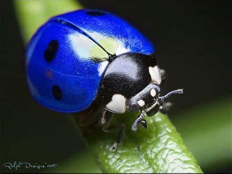 Blue Ladybug - Do They Exist? Which Types and Where. Here's the Answer