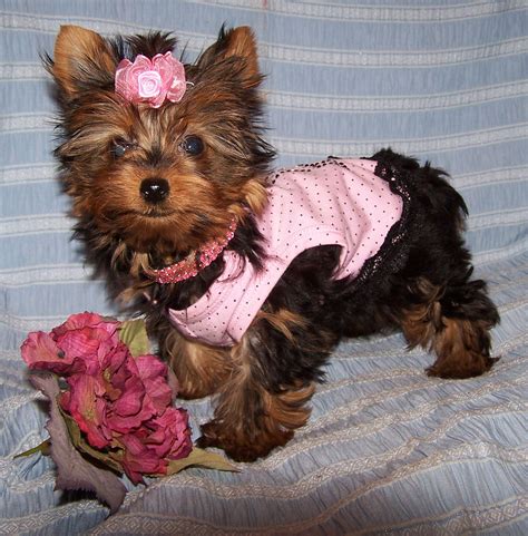 Yorkie Baby Girl Puppies For Sale | Pampered puppies, Yorkie, Pink puppy