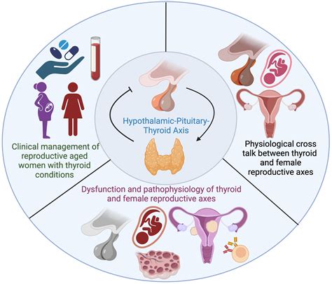 Frontiers Understanding The Pathogenesis Of Gestational, 40% OFF