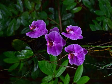 Tropical Rainforest Orchids | Skyrail