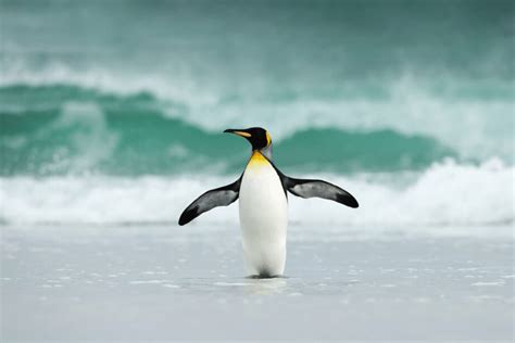 King Penguin | CRITTERFACTS