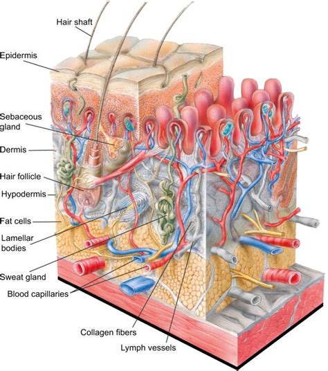 Structure of human skin. Notes: The outer layer of the epidermis, the ...