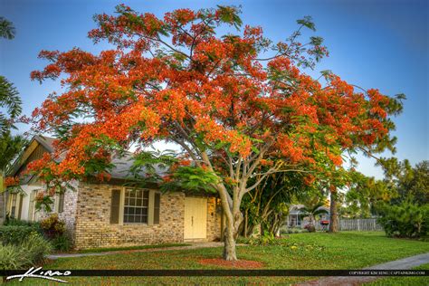 Royal Poinciana Tree Palm Beach County Home | HDR Photography by ...