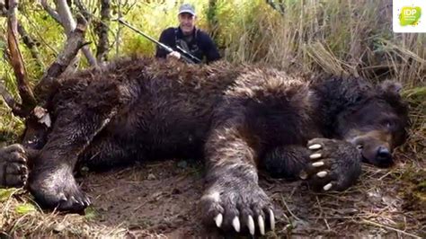 BIGGEST BEARS IN THE WORLD | MOST DANGEROUS BEARS IN THE WORLD ...