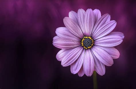 30,000+ Free Purple Flowers & Flower Images - Pixabay