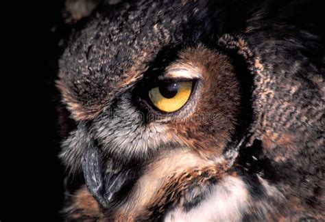 Great Horned Owl Eyes stock photo. Image of looking, look - 31115736