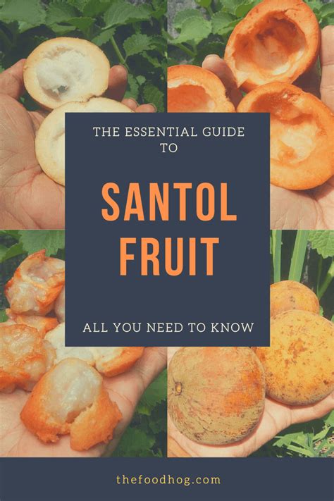 Santol Fruit - Essential Guide To This Weird Exotic Fruit