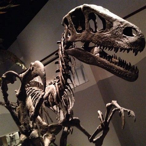 Utahraptor skeleton at the North American Museum of Ancient Life ...