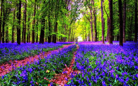 30 Beautiful Forest Flowers Wallpapers | MagOne 2016