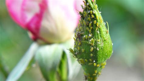 Eliminating Aphids On Roses: A Step-by-Step Guide - SONG OF ROSES