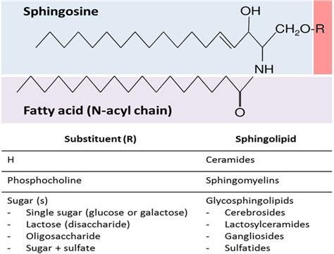 | General sphingolipid structure. Sphingolipids are composed of a ...