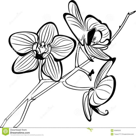 coloring pages of orchids | Tropical Flower Coloring - Viewing Gallery ...