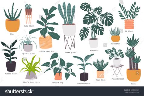 Indoor Plants With Names: Over 202 Royalty-Free Licensable Stock ...