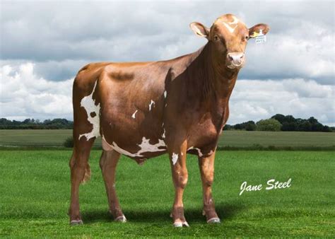 Request to all Ayrshire Breeders | Ayrshires Cattle Society