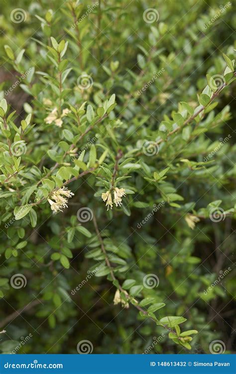 Lonicera Nitida Shrub in Bloom Stock Photo - Image of flora, park ...