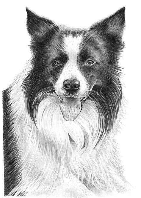 Pencil Drawing of Border Collie | Pencil Sketch Portraits