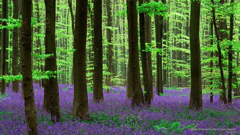 Spring Bluebells Wallpapers - Wallpaper Cave