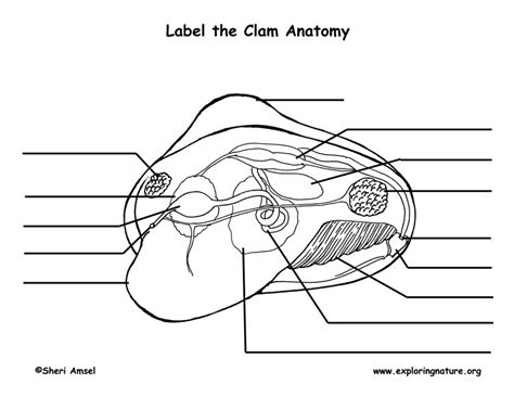 Marine Bio: Ch 9 - clam anatomy label Diagram | Quizlet