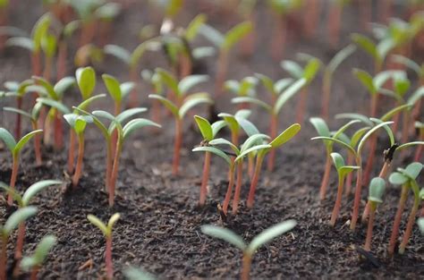 How Far Apart To Plant Tomatoes (Everything You Need to Know)