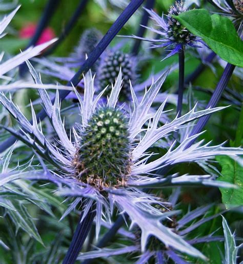 Free photo: Thistle, Blue, Silver, Plant, Close - Free Image on Pixabay ...