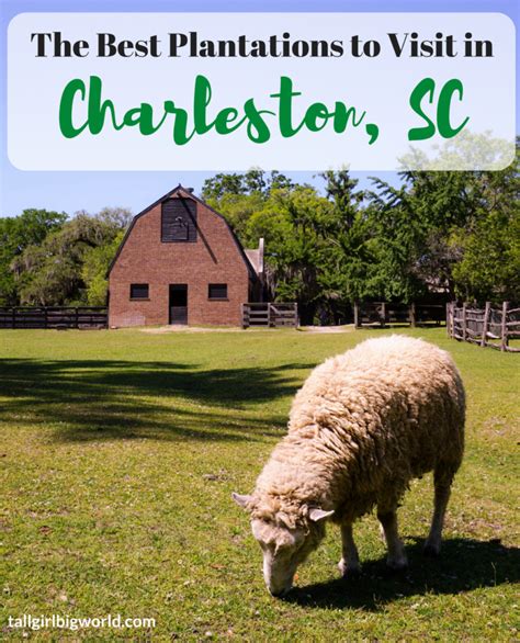 A Quick Guide to the Best Charleston Plantations