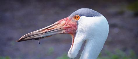 Wattled Crane | African Wildlife Foundation