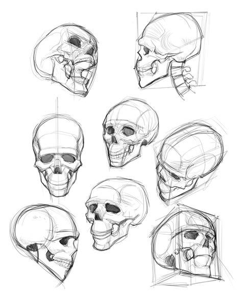 Human Skull Reference Drawing