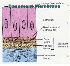 25 Basement Remodeling Ideas & Inspiration: Basement Membrane Reticular ...