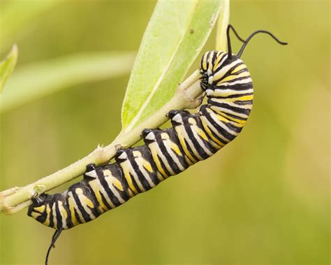 Monarch Butterfly Caterpillar Identification