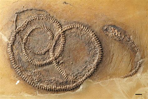 This 48-Million-Year-Old Fossil Has an Insect Inside a Lizard Inside a ...