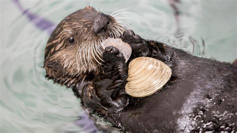 Cute Sea Otters Eating