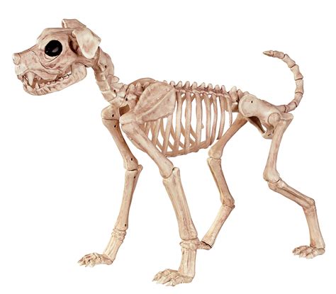 Dog Skeleton