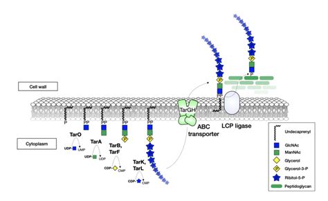 Pathways of teichoic acid synthesis in Gram positive bacteria. Teichoic ...