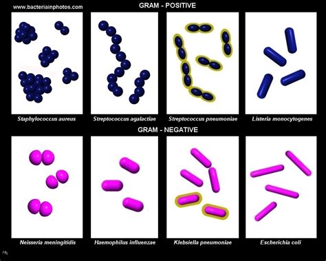 Gram positive bacteria, gram negative bacteria