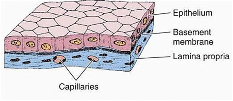 Simple Cuboidal Epithelium Function, Epithelial Tissue Structure ...